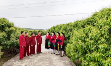 Soọng cô là hình thức dân ca trữ tình, độc đáo, gắn liền với đời sống tinh thần của đồng bào dân tộc Sán Dìu ở các phường, xã: Phượng Sơn, Chũ, Lục Ngạn, Kiên Lao, Nam Dương. Soọng cô có nghĩa là “ca hát”. Đồng bào dân tộc Sán Dìu hát vào dịp Tết đến Xuân về, mừng sinh nhật, đám cưới, lên nhà mới, lúc mùa vụ nông nhàn, khi gặp mặt hoặc đến chơi nhà nhau; không giới hạn về không gian.